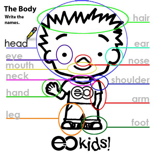 bodyparts